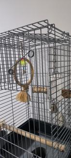 Kooi, Dieren en Toebehoren, Vogels | Parkieten en Papegaaien, Papegaai