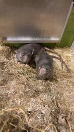 Twee tamme grijze ratjes gratis-dringend nieuw thuis gezocht, Dieren en Toebehoren, Knaagdieren, Rat, Mannelijk, Januari, Tam