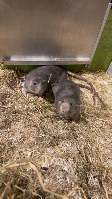Twee tamme grijze ratjes gratis-dringend nieuw thuis gezocht beschikbaar voor biedingen