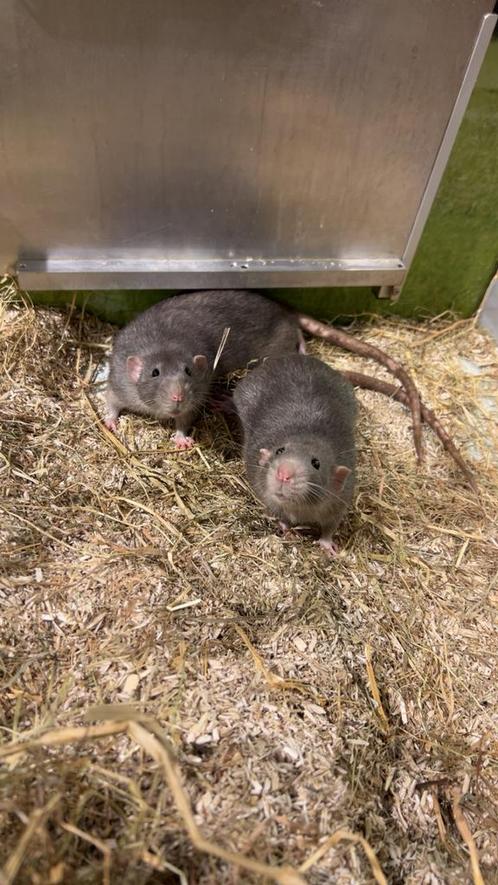 Twee tamme grijze ratjes gratis-dringend nieuw thuis gezocht, Dieren en Toebehoren, Knaagdieren, Mannelijk, Rat, Januari, Tam