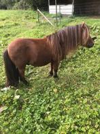 Shetland pony, Dieren en Toebehoren, Paarden en Pony's | Dekhengsten en Fokmerries, Hengst