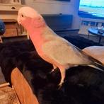 Handtamme rose kaketoe, Dieren en Toebehoren, Vogels | Parkieten en Papegaaien, Mannelijk