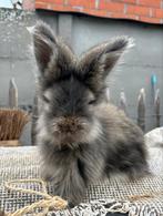 Engelse angora, Dieren en Toebehoren, Konijnen, 0 tot 2 jaar