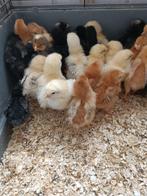 8 derniers jours de poussins 100% poules nées le 28 mai 25, Poule ou poulet, Femelle