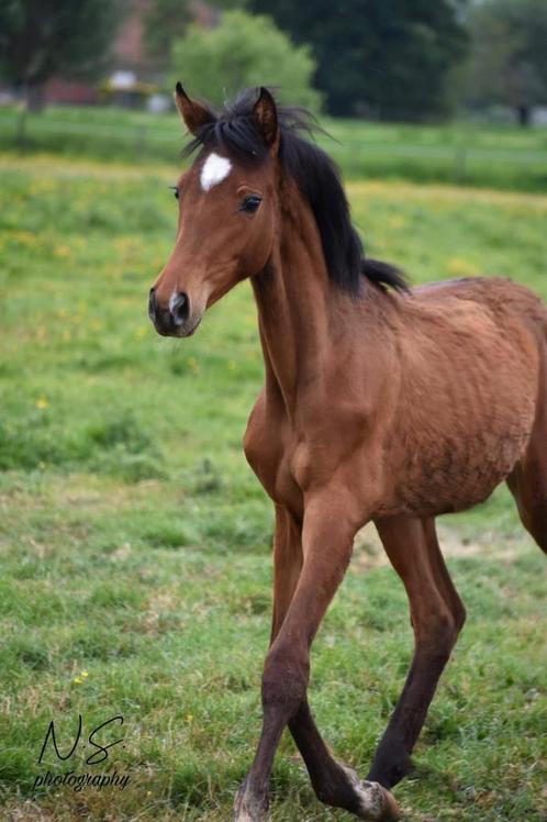Springgefoktte zangersheide merrie, Dieren en Toebehoren, Paarden, Merrie, L