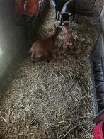 Koppel geitjes, Dieren en Toebehoren, Schapen, Geiten en Varkens