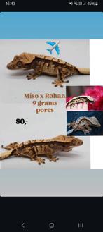 1.0 Donkere Tricolor wimpergekko poss man, Lézard, Domestique, 0 à 2 ans