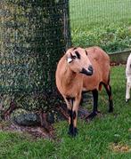 Raszuivere grote Barbados Black Belly ooi van 2023, Dieren en Toebehoren, Schapen, Geiten en Varkens, Schaap