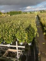 Olijfwilg / Elaeagnus ebbingei ‘compacta’, Ophalen