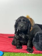 Engelse cocker spaniel pups, Dieren en Toebehoren, Honden | Retrievers, Spaniëls en Waterhonden, België, 8 tot 15 weken, CDV (hondenziekte)
