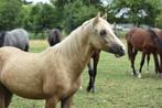 Toekomstige sportpony (Ti Amo van Prinseveld), Dieren en Toebehoren, Gechipt, Springpony, Hengst, 3 tot 6 jaar