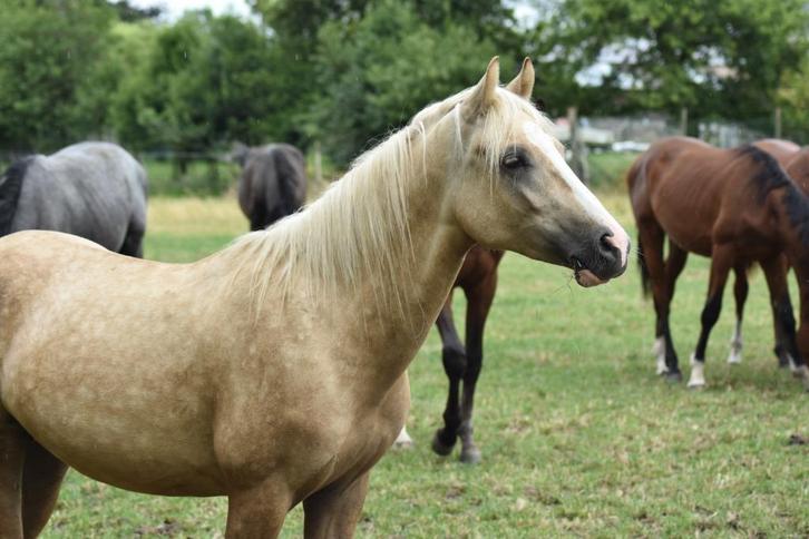 Toekomstige sportpony (Ti Amo van Prinseveld), Dieren en Toebehoren, Pony's, Hengst, Onbeleerd, D pony (1.37m tot 1.48m), Springpony
