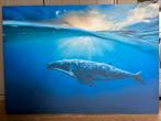 Peintures de baleines et de dauphins, Enlèvement