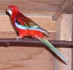 Rosella opaline rood, Dieren en Toebehoren, Meerdere dieren, Parkiet, Geringd