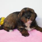 Poedel X Tibetaanse Terriër - Belgische pups te koop, Dieren en Toebehoren, Honden | Chihuahua's en Gezelschapshonden, CDV (hondenziekte)