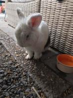 Konijn, Dieren en Toebehoren