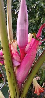 musa velutina, Tuin en Terras, Planten | Tuinplanten, Ophalen, Volle zon, Tweejarig, Zomer