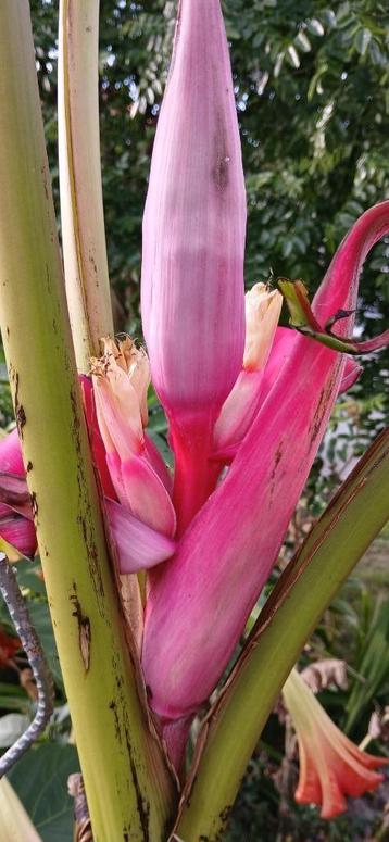 musa velutina beschikbaar voor biedingen