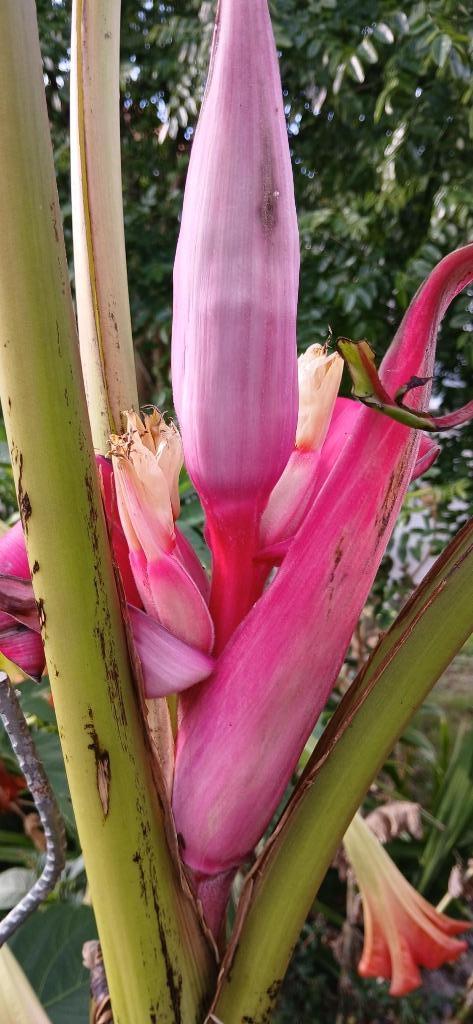 musa velutina, Tuin en Terras, Planten | Tuinplanten, Tweejarig, Fruitplanten, Volle zon, Zomer, Ophalen