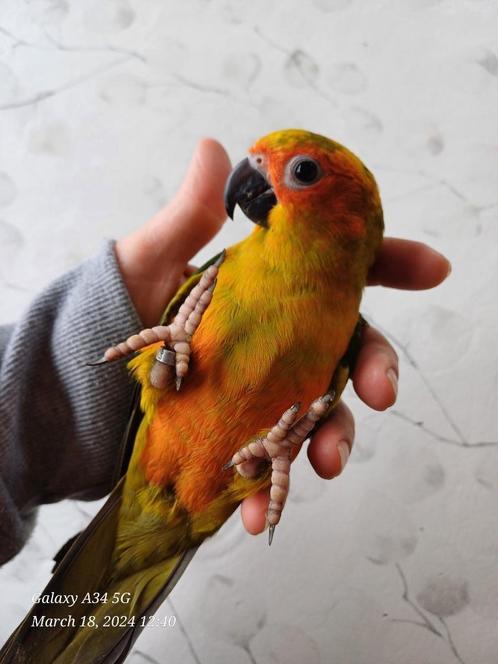 Zelfstandige superhandtamme zonparkieten, Dieren en Toebehoren, Vogels | Parkieten en Papegaaien, Parkiet, Tam