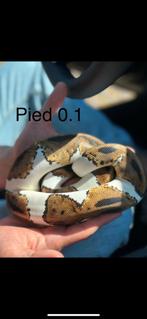 Pied 0.1