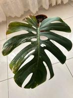 Monstera variegata snijden, Huis en Inrichting, Kamerplanten, Ophalen, Overige soorten, Halfschaduw, In pot