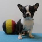 Chihuahua - puppy's geboren in België, België, Handelaar, CDV (hondenziekte), 8 tot 15 weken