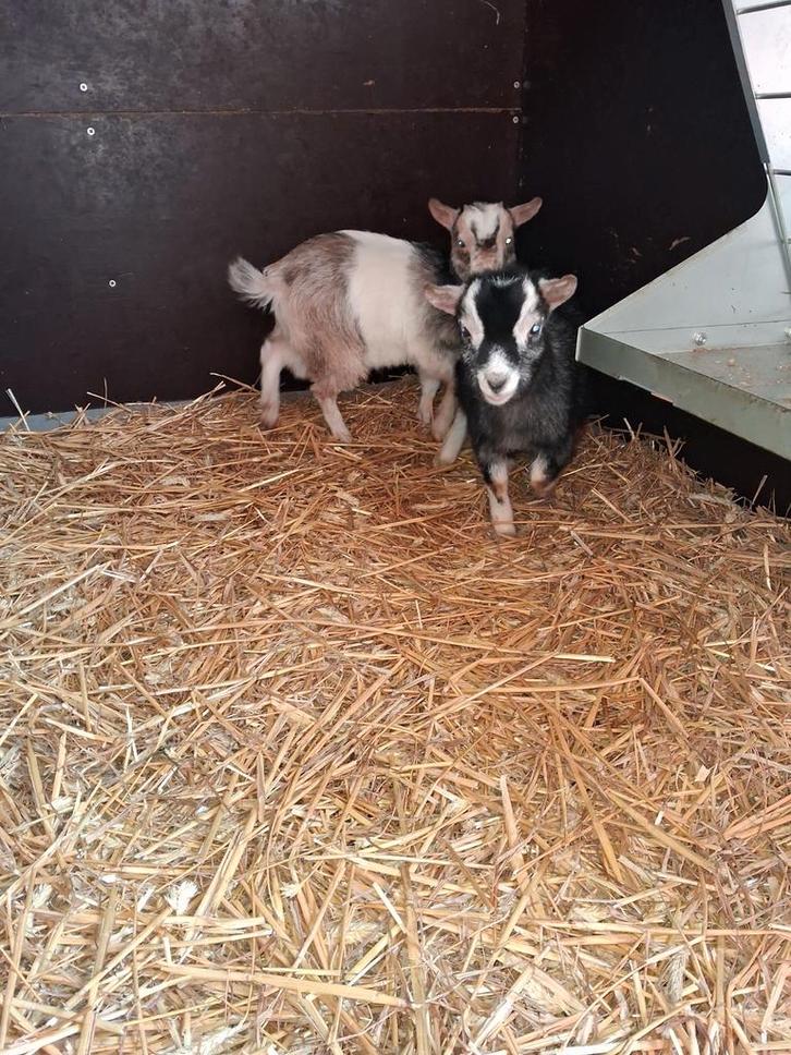 Mini geitjes zusjes., Dieren en Toebehoren, Schapen, Geiten en Varkens, Geit, Vrouwelijk, 0 tot 2 jaar
