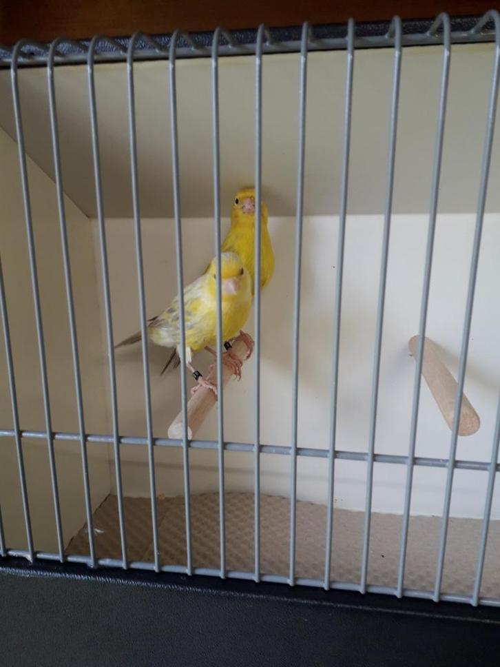 kanaries, Dieren en Toebehoren, Vogels | Kanaries, Meerdere dieren