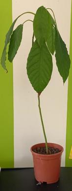 Avocadoplant, Huis en Inrichting, Kamerplanten, Ophalen