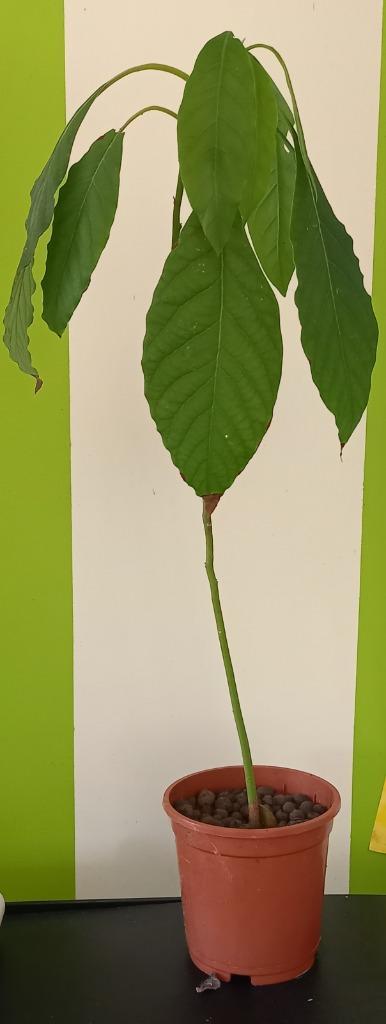 Avocadoplant, Huis en Inrichting, Kamerplanten, Ophalen