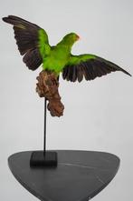 Opgezette Roodvleugel parkiet - Wildernis Atelier