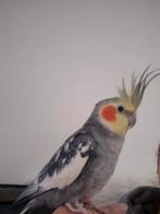 Valkparkiet tam mannetje kan liedje fluiten praten, Dieren en Toebehoren, Tam