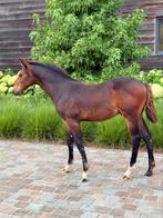 Veulens - springpaarden, Dieren en Toebehoren, Paarden, Hengst, Z