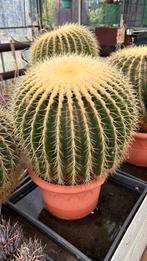 Echinocactus Grusonii - Schoonmoedersstoel, Huis en Inrichting, Ophalen, Minder dan 100 cm, In pot, Cactus