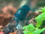 Neocaridina blue dream, Dieren en Toebehoren, Ophalen, Nieuw