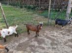 2 mooie dekbokken, Dieren en Toebehoren, Mannelijk, Geit, 0 tot 2 jaar