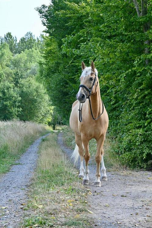 Eerlijke Palomino ruin op zoek naar een nieuwe thuis, Dieren en Toebehoren, Paarden, Ruin