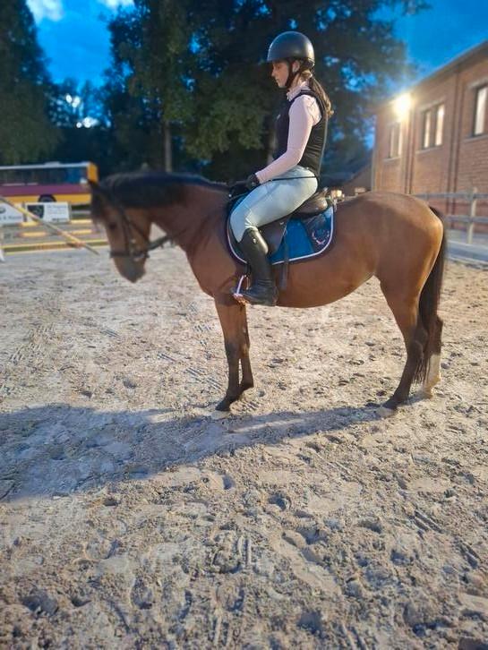 Leuke d pony, Dieren en Toebehoren, Pony's, Zadelmak
