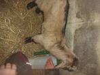 Chevreau et chevrette  et une chèvre naine, Animaux & Accessoires, Plusieurs animaux