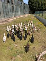 Diverse soorten eenden/ganzen, Meerdere dieren, Eend