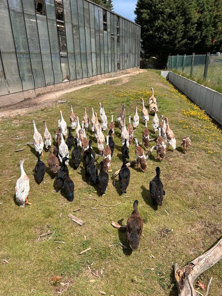 Diverse soorten eenden/ganzen, Dieren en Toebehoren, Pluimvee, Eend, Meerdere dieren