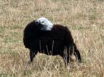 Jonge Herdwick schapen  2025, Dieren en Toebehoren