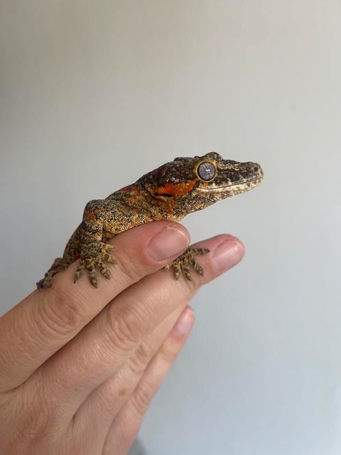 1.0 Gargoyle gekko + terrarium en alle toebehoren, Animaux & Accessoires, Reptiles & Amphibiens, Amphibien, 0 à 2 ans, Avec terrarium