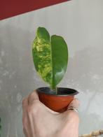 Philodendron Burle Marx Variegata, Enlèvement ou Envoi