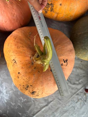 Bio pompoenen uit eigen moestuin (groot en klein) beschikbaar voor biedingen