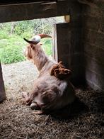 Un couple de chèvres laitières (colorées), Animaux & Accessoires, Moutons, Chèvres & Cochons, Plusieurs animaux, Chèvre, 0 à 2 ans