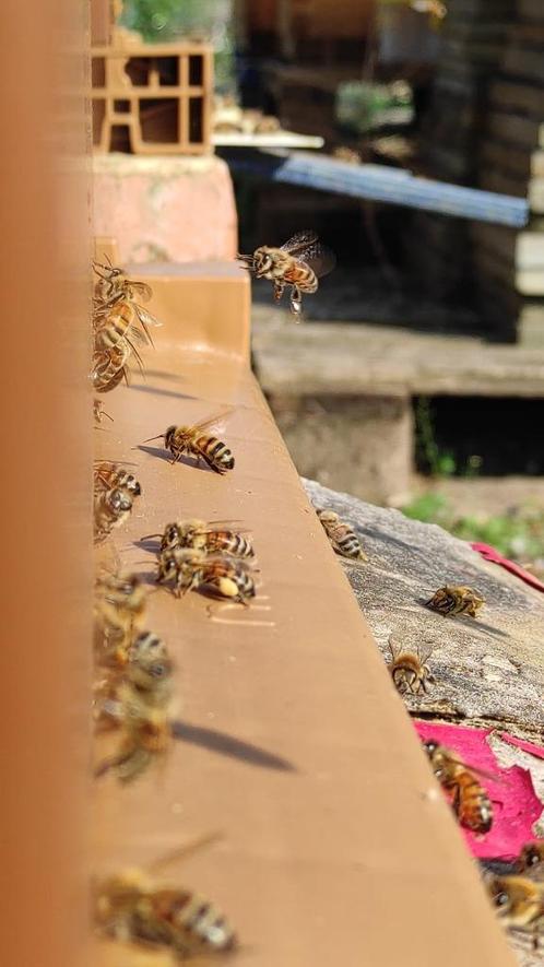 Bijenzwerm, Dieren en Toebehoren, Insecten en Spinnen, Bijen