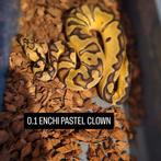 0.1 Enchi pastel clown pos blade, Dieren en Toebehoren