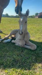Prachtige top gefokte veulentjes, Dieren en Toebehoren, Springpaard, Gechipt, Niet van toepassing, 0 tot 2 jaar